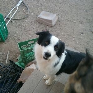 Meet your Posher, Rose